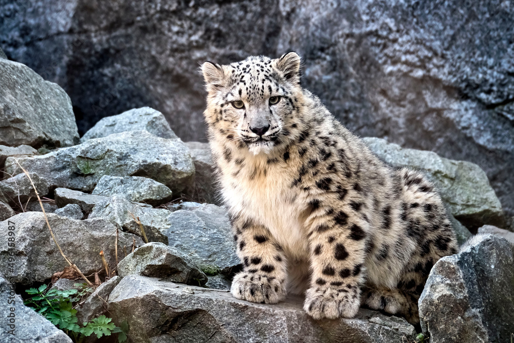 Fototapeta premium Schneeleopard ( Panthera uncia ).