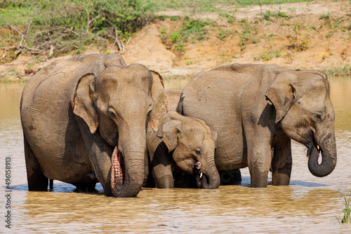 Wild elephant family with baby at waterhole