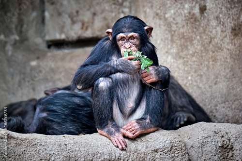 Westafrikanischer Schimpanse ( Pan troglodytes verus ). photo