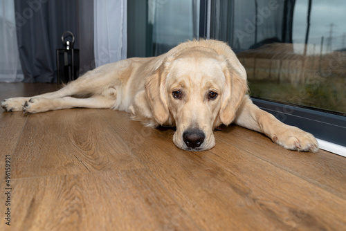 A young male golden retriever is resting on vinyl panels in the rays sun under the large terrace window in the living room..