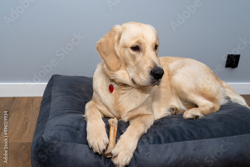 Young male golden retriever is eating a bone in a playpen on modern vinyl panels in the living room of the home.