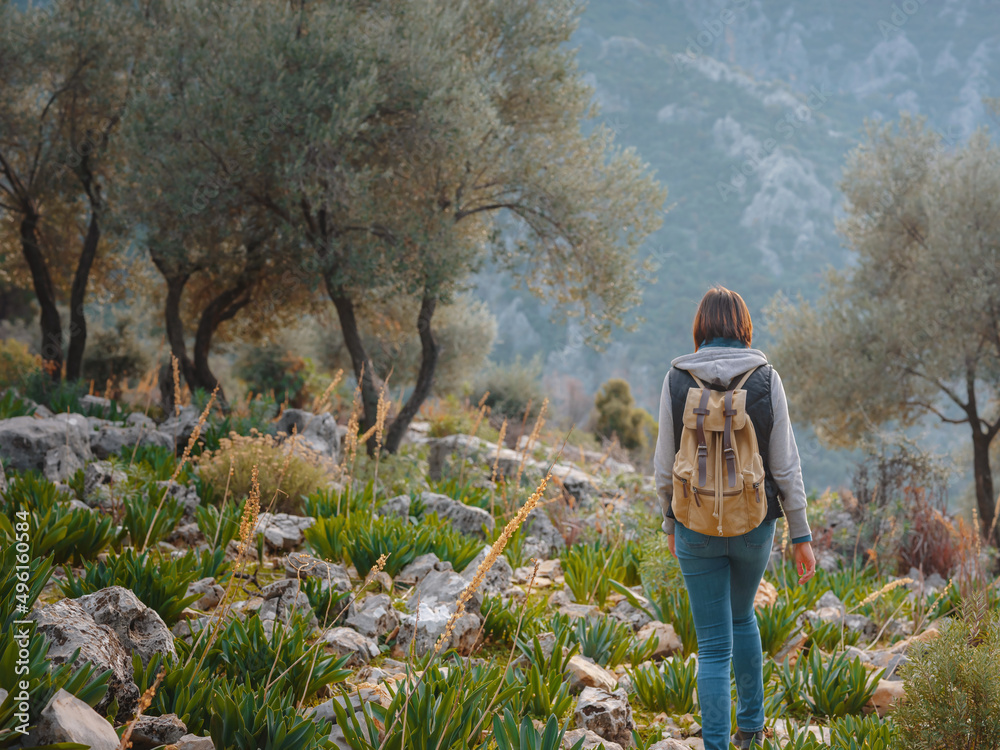 walk in olive grove, Harvest ready to produce extra virgin olive oil. young woman walking in an olive grove in Turkey, over Saklikent canyon