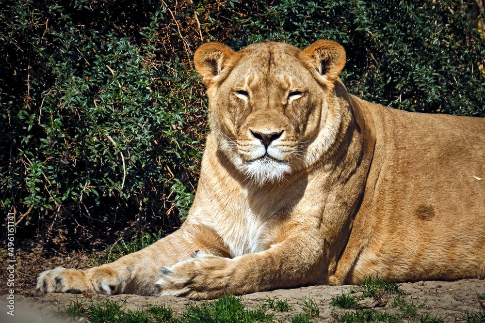 Naklejka premium Löwe ( Panthera leo ).