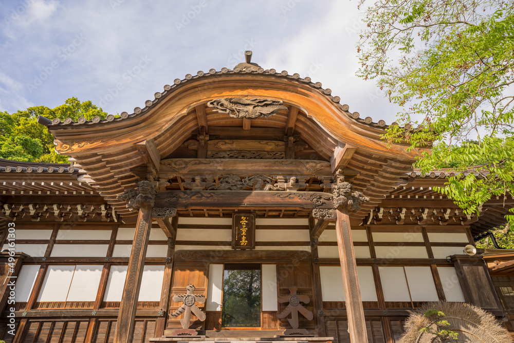 Naklejka premium 新緑イメージ 深大寺 寺 若葉 木と緑 コピースペース 緑 葉 爽やか 