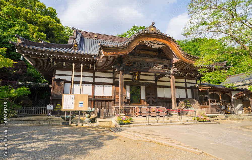 新緑イメージ　深大寺　寺　若葉　木と緑　コピースペース　緑　葉　爽やか
