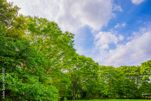 新緑イメージ 若葉 木と緑 コピースペース 緑 葉 爽やか © iwasaki