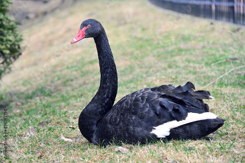 Black swan sitting on the young spring grass. Animals and birds photo outdoors.