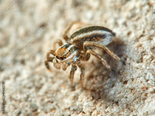 Cute jumping spider of Phlegra genus. 