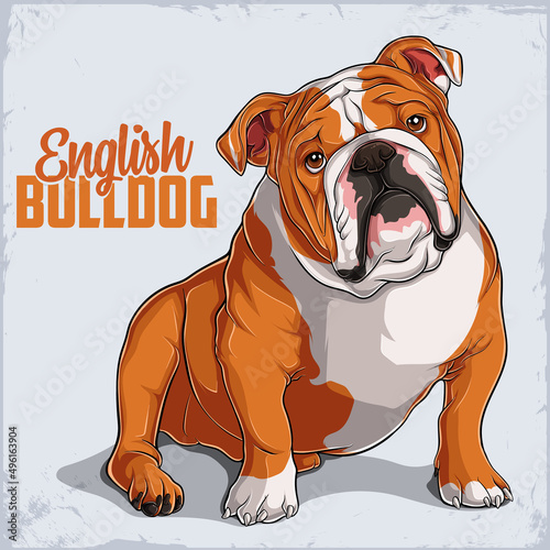 Cute dog breed English Bulldog sitting in full length isolated on white background