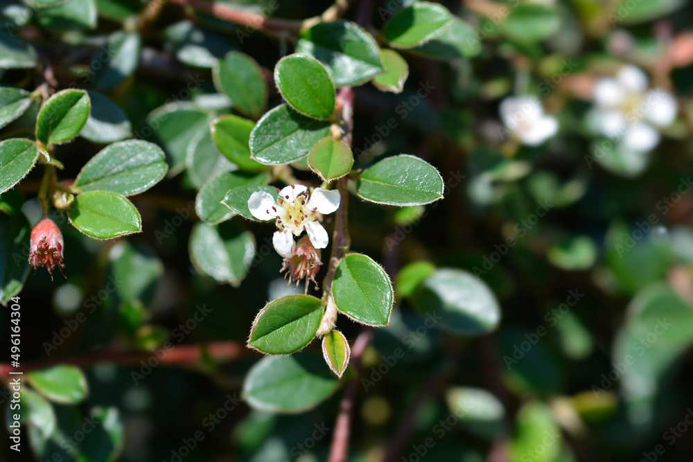 Bearberry cotoneaster Radicans Bearberry cotoneaster Radicans