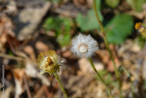 Coltsfoot photo