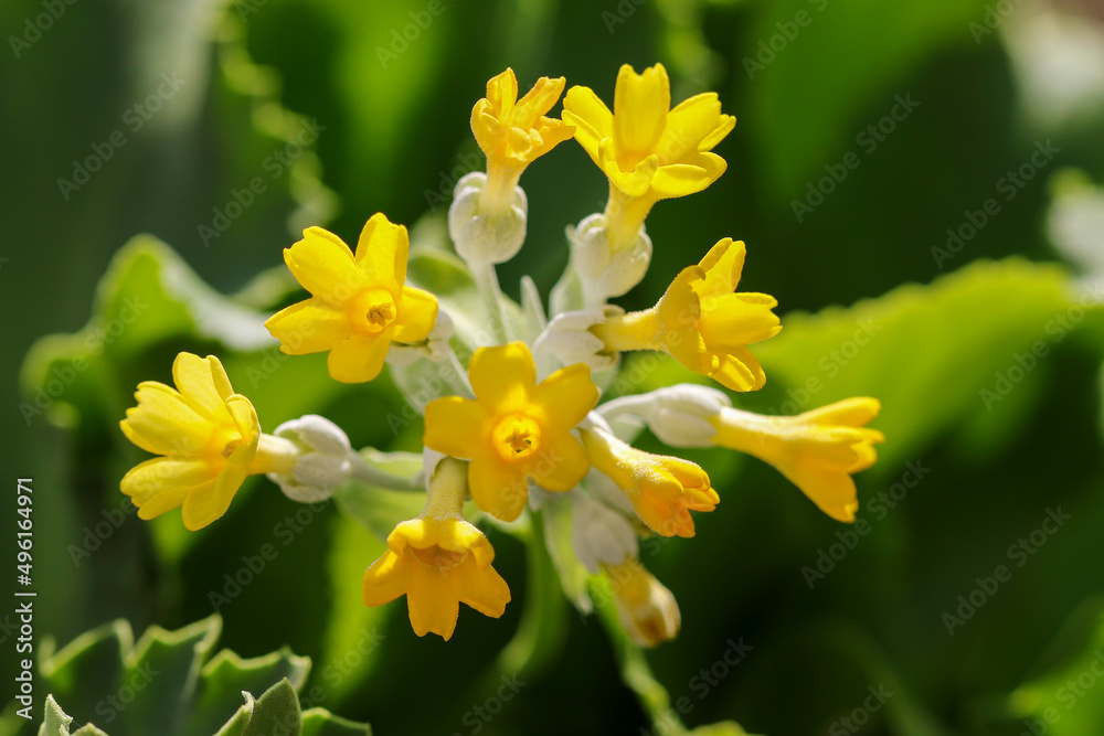 Primula palinuri, bright yellow rosettes or clusters on plant blooming in Spring. Dublin, Ireland