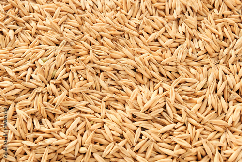 Oats closeup, texture background. Diet, nutrition recycled concept, harvest year.