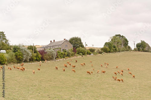 Freerange brown cows in a green meadow with trees on a cloudy day in the hills of the Condroz in the Wallonian countryside  photo