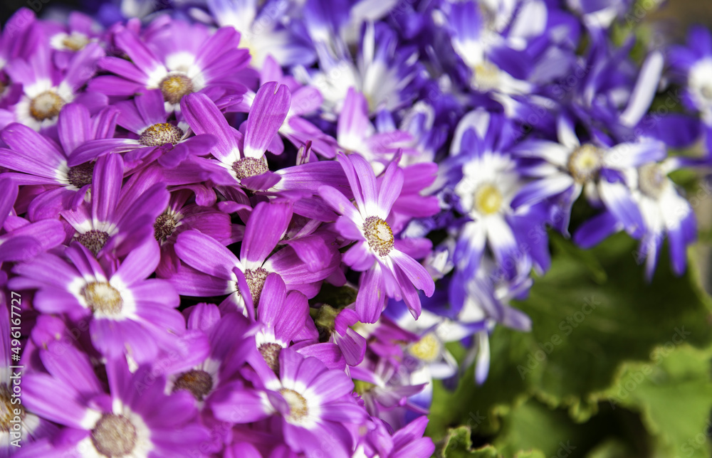 Colored daisies bouquet