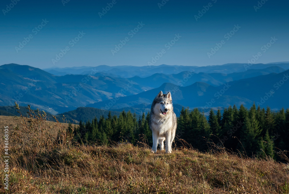 Siberian husky dog in the mountains