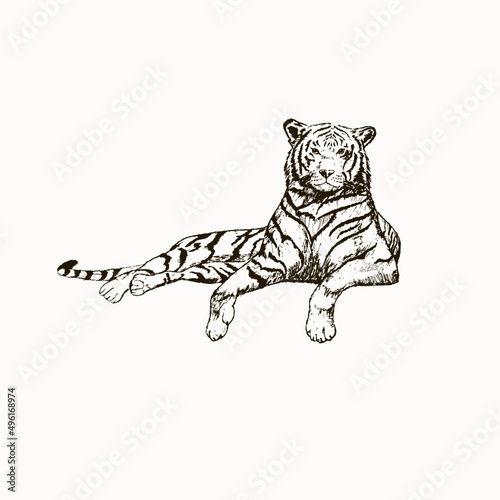 tiger sketch black