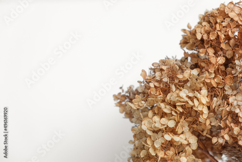 Dry grass close up. Selective focus. Beautiful withered plants on white. Creamy colour dried grass on white. Abstract brown flowers, herbs. Pastel natutral colors. Neutral Earth tones. Pampas, seeds photo