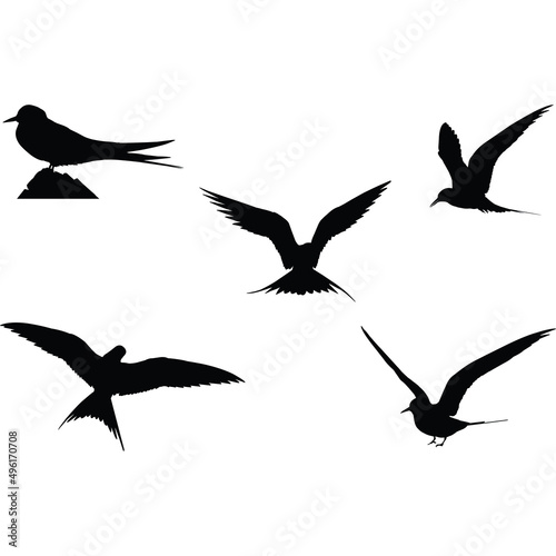 Arctic Tern Silhouette Vector photo