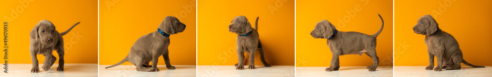 Set of pictures adorable cute Weimaraner puppy on orange background Set of pictures adorable cute Weimaraner puppy on orange background