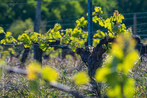 New bug and leaves sprouting at the beginning of spring on a trellised vine growing in bordeaux vineyard