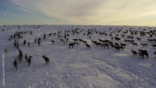 Herd of reindeer. Animals in Siberia. Aerial shooting. Frosty winter day. Huge snow field in the sun. Evening Murmansk