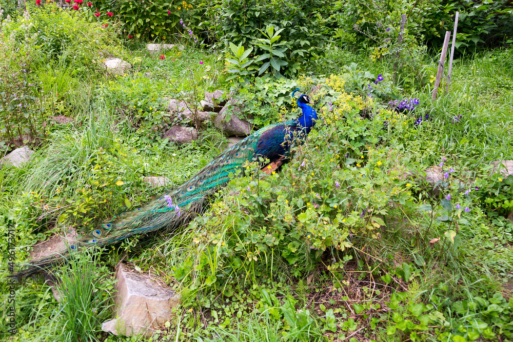 Obraz premium Indian peacock with very long beautiful colourful train climbing a hill in garden 