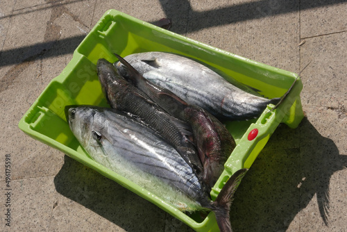 Fresh fish on box in port transferred by fishermen from the boat to the market, Galicia, Spain photo