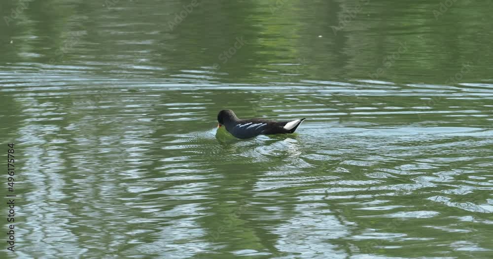 Gallinula chloropus | Gallinule poule d'eau nageant au bord d'une rive d'un étang aux eaux calmes Gallinula chloropus | Gallinule poule d'eau nageant au bord d'une rive d'un étang aux eaux calmes