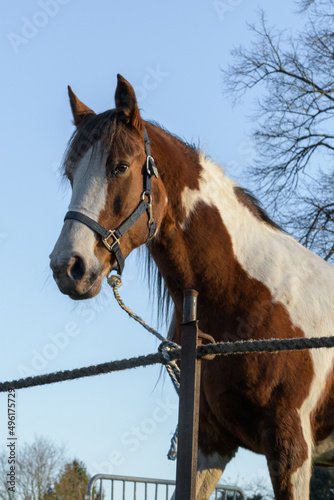 Portret spotted horse on a leash. Blue sky