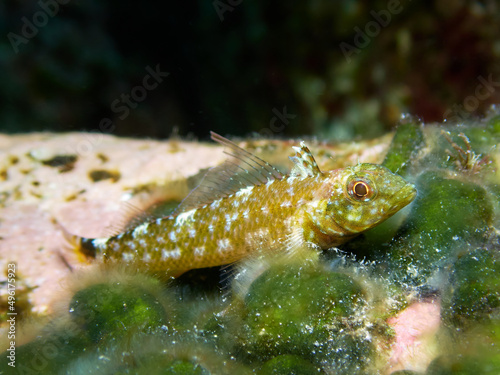 Underwater macro shot of a black-faced blenny, tripterygion delaisi, lying on a stone. Marine life at El Hierro, Canary Islands. photo