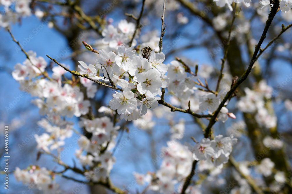 Blossom flowers in the tree with blue sky in the background Blossom flowers in the tree with blue sky in the background
