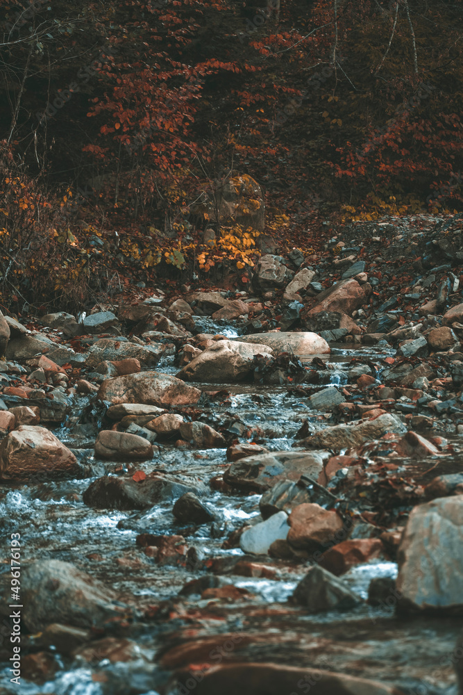 small river flowing through the forest. mountain stream