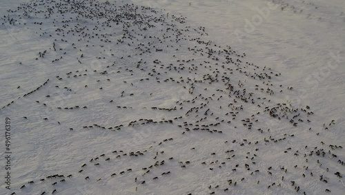 Herd of reindeer. Animals in Siberia. Aerial shooting. Frosty winter day. Huge snow field in the sun. Evening Murmansk