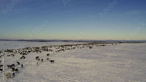 Herd of reindeer. Animals in Siberia. Aerial shooting. Frosty winter day. Huge snow field in the sun. Evening Murmansk