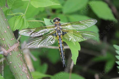 Big dragonfly on green leaves of a tree © Anna 