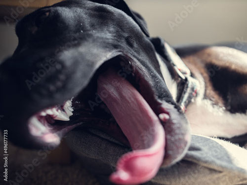 Yawning dog