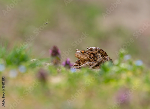 Bufo bufo frogs pairing in the nature