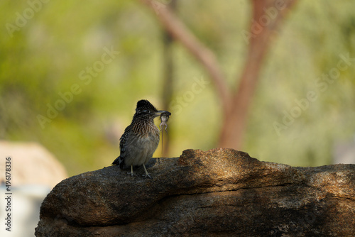 Roadrunner with a lizard on a rock photo