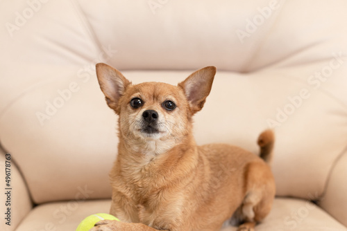 A small smiling purebred dog with a toy. A terrier. Pets