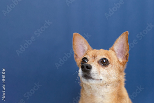 Thoroughbred dog on a blue background. A terrier. Portrait. Copy space