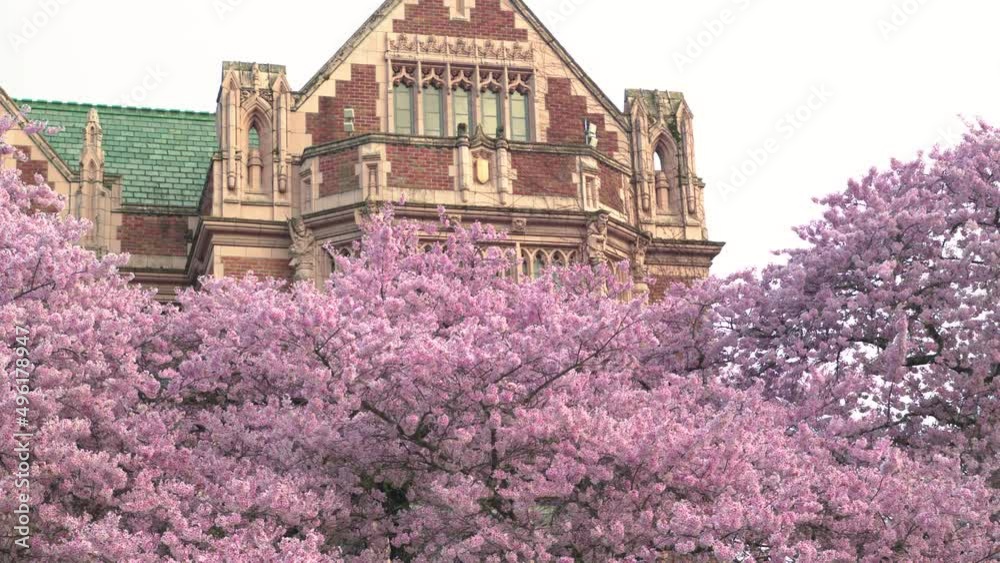 Amazing Pink Flowers on Cherry Blossom Trees with Historic Architecture Background Amazing Pink Flowers on Cherry Blossom Trees with Historic Architecture Background