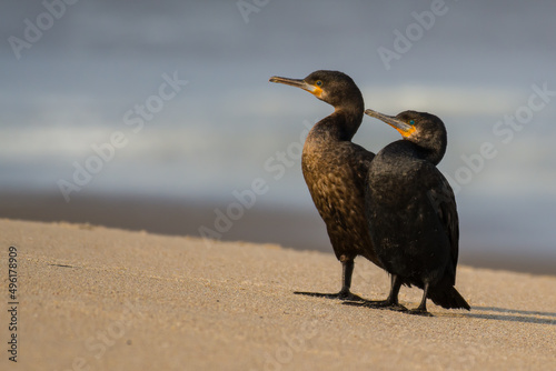 Foto Cape cormorants or Cape shag, Phalacrocorax capensis posing on the beach near Ca