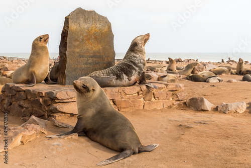 Konstfotografi Great colony of seals fur at Cape cross in Namibia