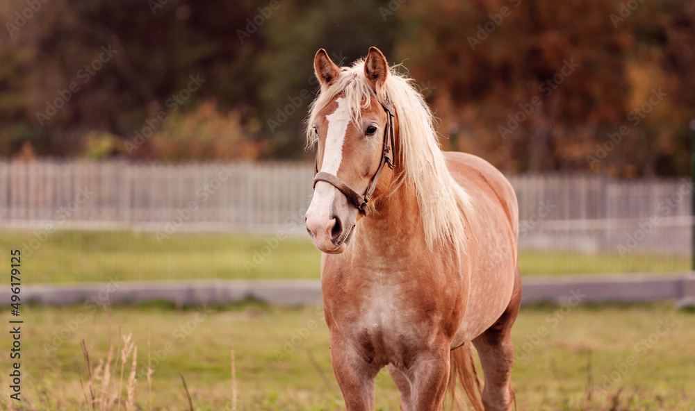 Obraz premium Horse in nature. Horse portrait, brown horse at farm.