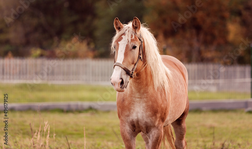 Horse in nature. Horse portrait, brown horse at farm.