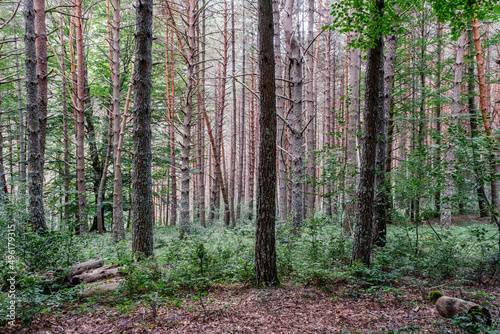 Scots pine forest