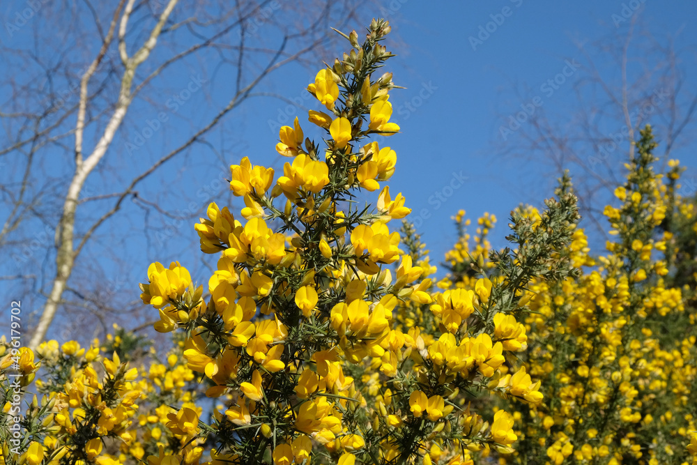 Common Gorse growing on heathland in southern England. Common Gorse growing on heathland in southern England.