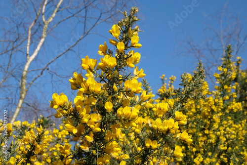 Common Gorse growing on heathland in southern England.