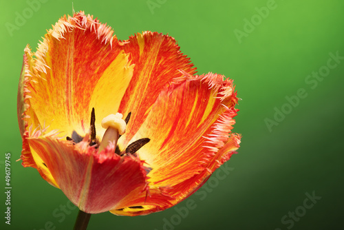 Beautiful single red tulip on abstract green sunrise background #496179745